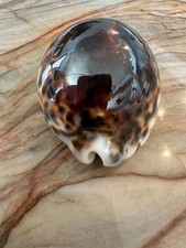 Cypraeidae cypraea tigris for sale  Dunedin