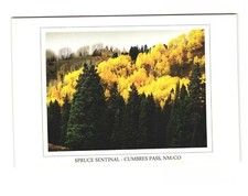 Spruce sentinal cumbres for sale  Sioux Falls
