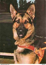 Animaux chiens berger d'occasion  Fruges