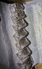 Jurassic reptile ichthyosaur for sale  Pittsburgh