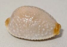 Meeresschnecke cypraea staphyl gebraucht kaufen  Illertissen