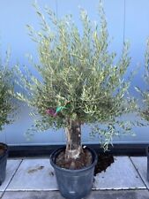 Olive tree standard for sale  EGHAM