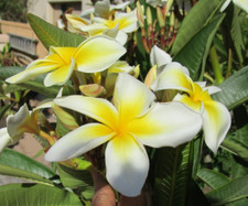 Plumeria cutting celadine for sale  Rancho Mirage