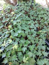 Pack green japanese for sale  Winston Salem