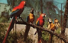 Usado, Cartão postal antigo Araws Sunken Garden Florida publicado em 1971 comprar usado  Enviando para Brazil