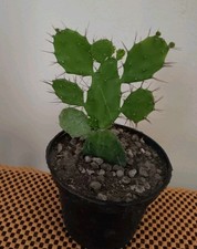 Opuntia brasiliensis altezza usato  Lentini