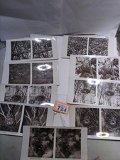 Stereograph birds eggs for sale  BRISTOL