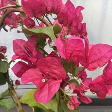 Bougainvillea cerise red for sale  HELSTON