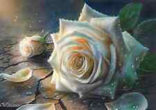 Magnifique rose blanche d'occasion  Sélestat