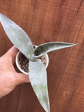 Agave asperrima for sale  San Diego