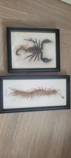scolopendra for sale scolopendra for sale  BELFAST