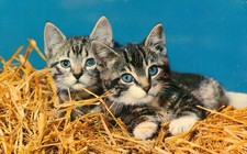 tortoiseshell kittens for sale  Celina