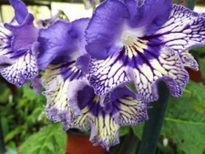 Streptocarpus volkswagen touar for sale  MAIDENHEAD