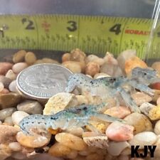 Male dwarf blue for sale  Crystal River