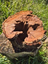 Skulptur akazie stamm gebraucht kaufen  Kempen