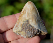 Wow ....genuine megalodon for sale  UK