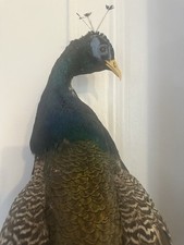Full size taxidermy for sale  Brooklyn