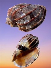 Harpidae, Harpa cabriti, Tulear, Madagascar, 97,5 mm, XL, INFLATED, EXTRA! comprar usado  Enviando para Brazil