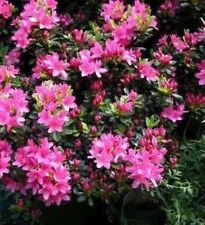 Azalea japonica rosalind for sale  Shipping to Ireland