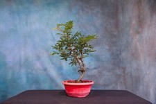 red bonsai tree for sale red bonsai tree for sale North Fort Myers