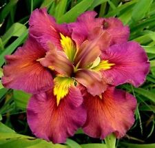 Iris lousiana festival for sale  UK