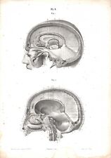 Stampa antica anatomia usato  Lecco