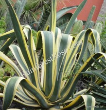 Large inches agave for sale  Milpitas