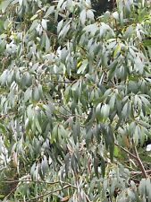 Eucalyptus rodwayii seeds for sale  Fort Bragg