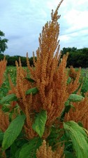 Giant orange amaranth for sale  Austin