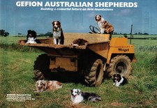 Australian shepherd dog for sale  COLEFORD