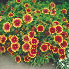 Gailardia goblin seeds for sale  CORBY