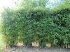 Dwarf malay bamboo for sale  Ravensdale