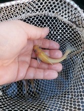 Albino channel catfish for sale  Oroville