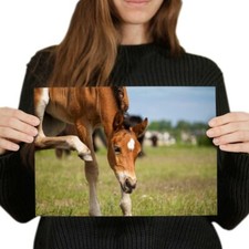 Young horse foal for sale  SELBY
