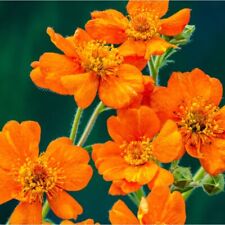 Geum Prinses Juliana Princesa Julianna Laranja Flor Vermelha ORGÂNICA Aproximadamente 50 SEMENTES comprar usado  Enviando para Brazil