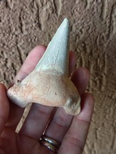 Fossili grande dente usato Fossili grande dente usato  Pontedera