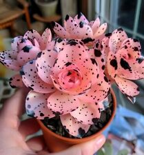 Sale2136 echveria pink gebraucht kaufen  Dettingen an der Erms