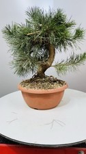 Pre bonsai pino usato  Reggello