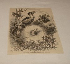 1876 magazine engraving for sale  Wilmington