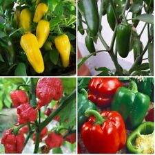 Mix pepper plug for sale  NOTTINGHAM