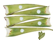 Bio aloe vera gebraucht kaufen  Achern