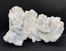 Antique natural large for sale  Corpus Christi