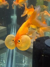 Red bubble eye for sale  Haslet