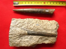 Lot rostres bélemnites d'occasion  La Chapelle-Saint-Luc