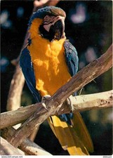 Animaux oiseaux perroquet d'occasion  Fruges