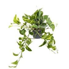 Epipremnum pinnatum hanging for sale  CREDITON