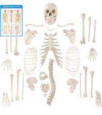 Houseables disarticulated huma for sale  Conway