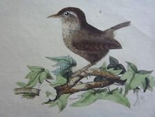 Gravure couleur XIXe * Troglodyte Tritonie Troque Troca  * Histoire Naturelle comprar usado  Enviando para Brazil