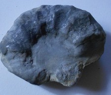 Ammonit trias schau gebraucht kaufen Ammonit trias schau gebraucht kaufen  Deutschland