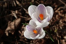 Crocus zonatus kotschyanus for sale  CRAWLEY